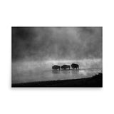 Buffalo Crossing – Black & White Wildlife Poster