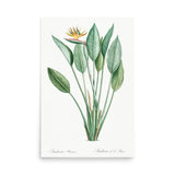 Crane Flower – Bird of Paradise Botanical Art Poster (Unframed)